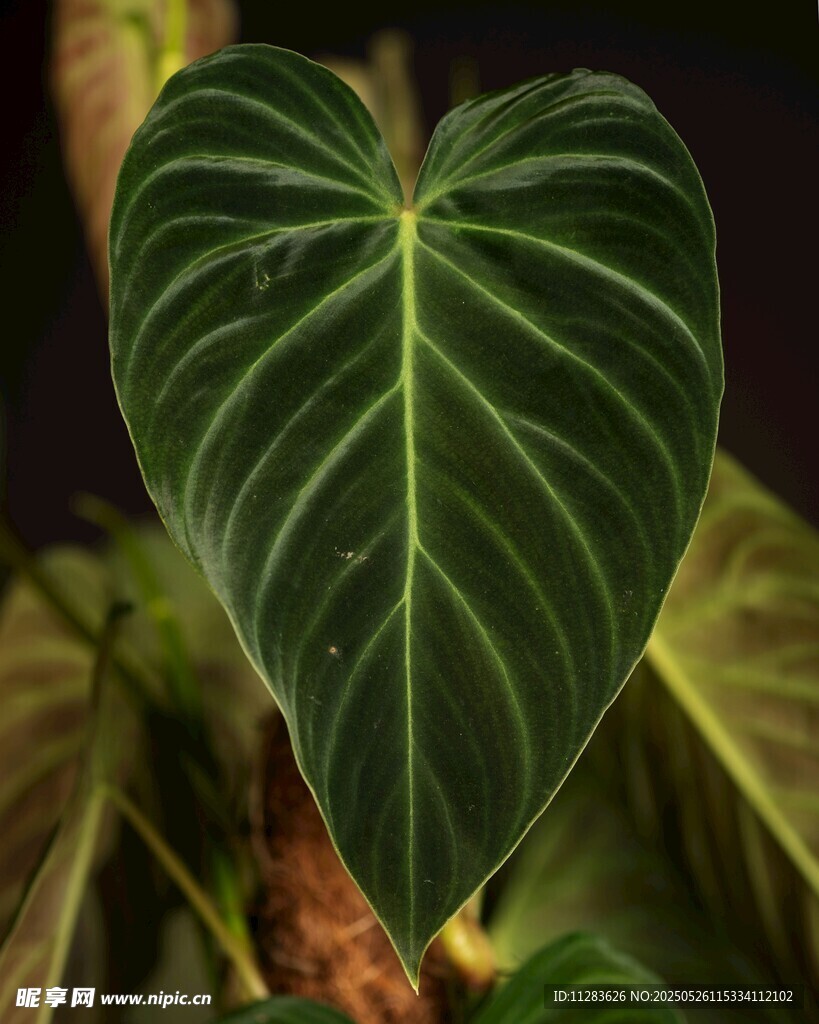 心形綠植特寫