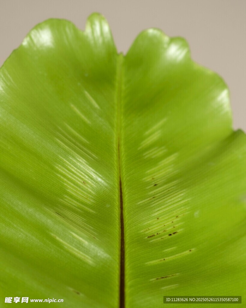 翠綠葉片特寫