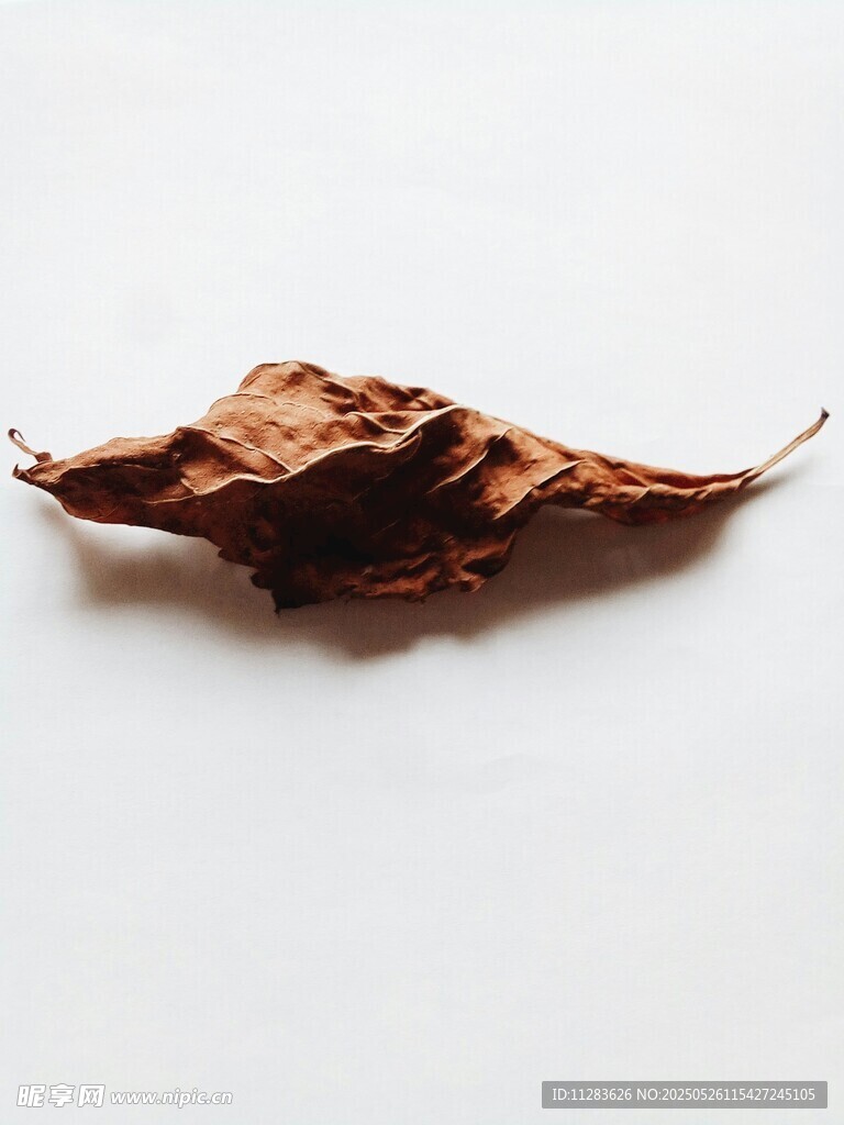 枯黃落葉特寫