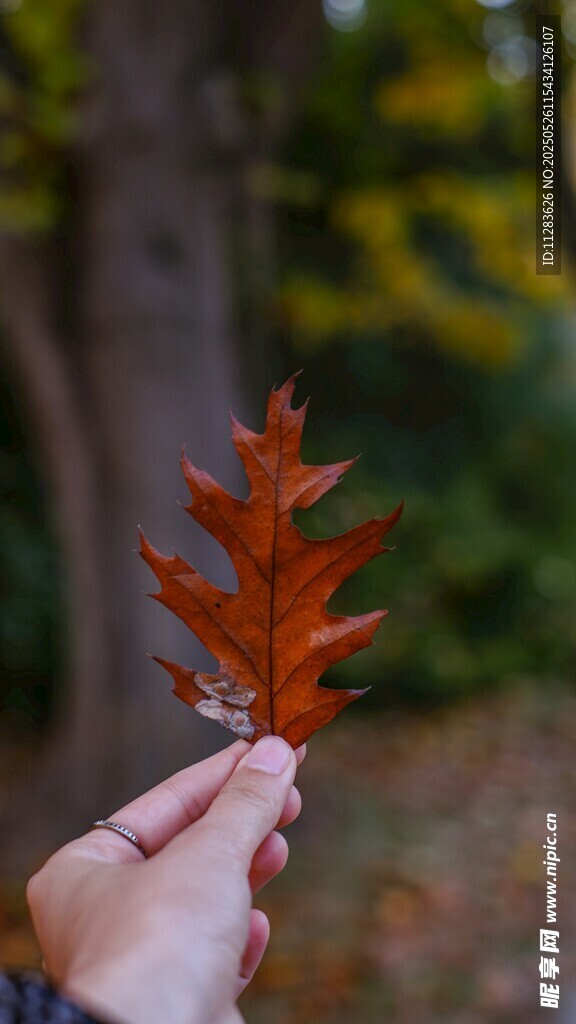 手中秋葉 秋意初顯