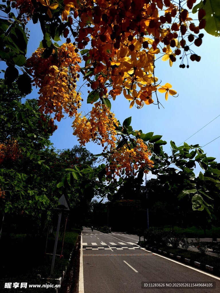 秋日林蔭路美景