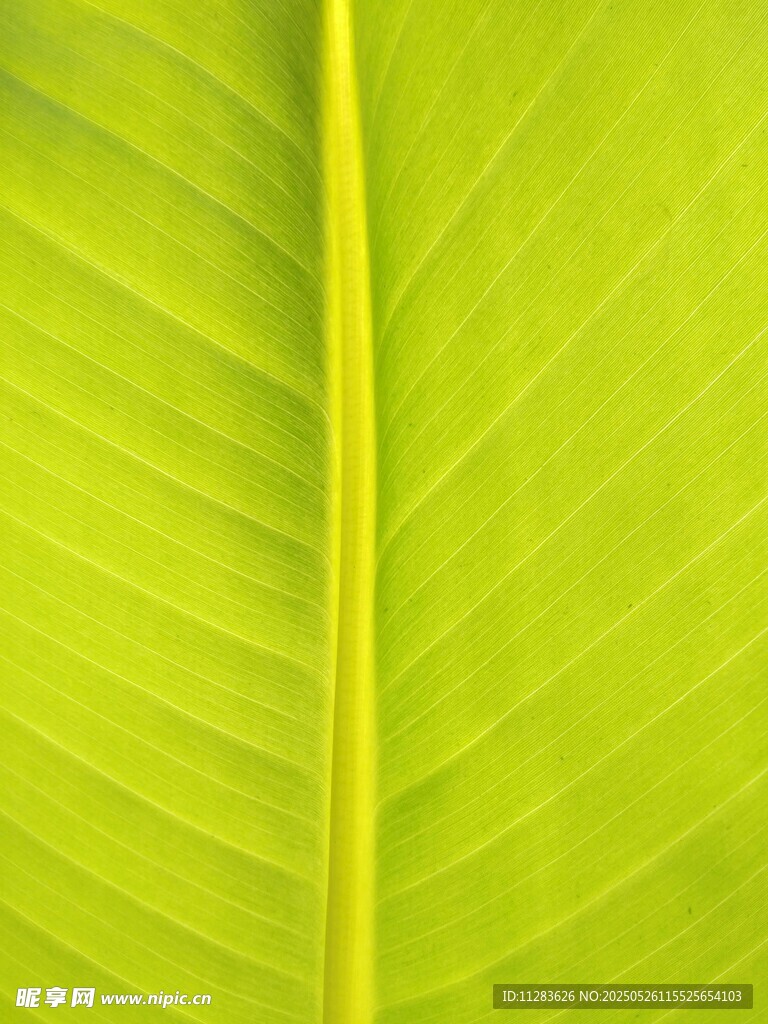 翠綠葉片特寫