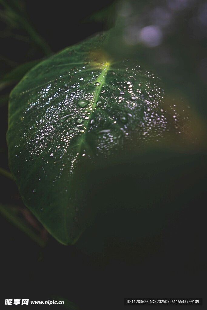 帶水珠的翠綠葉片