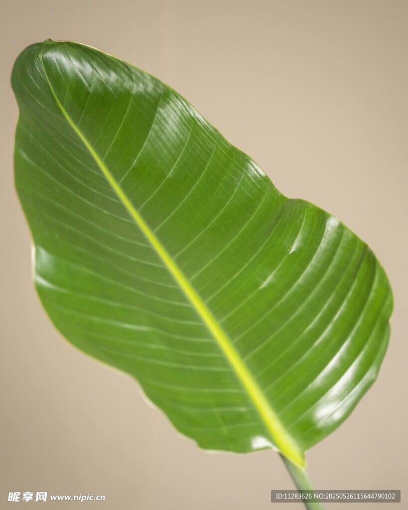 單片翠綠芭蕉葉特寫