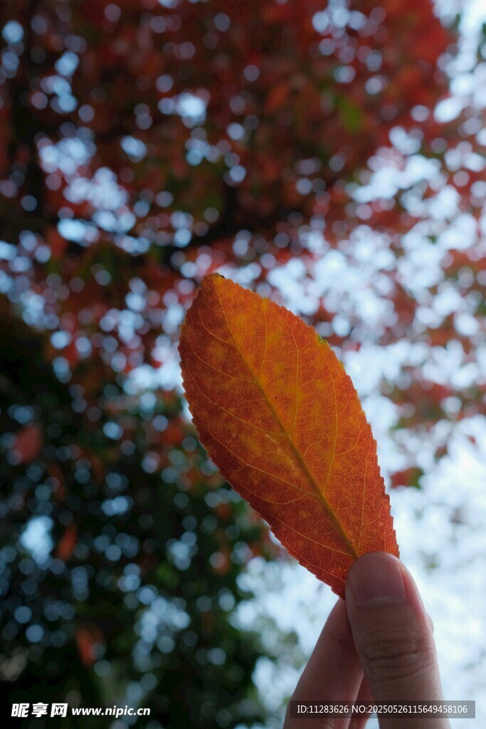 指尖上的秋日紅葉