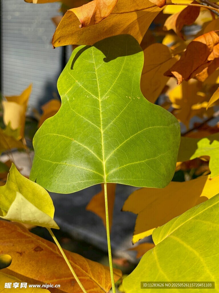 秋日斑斕樹葉特寫