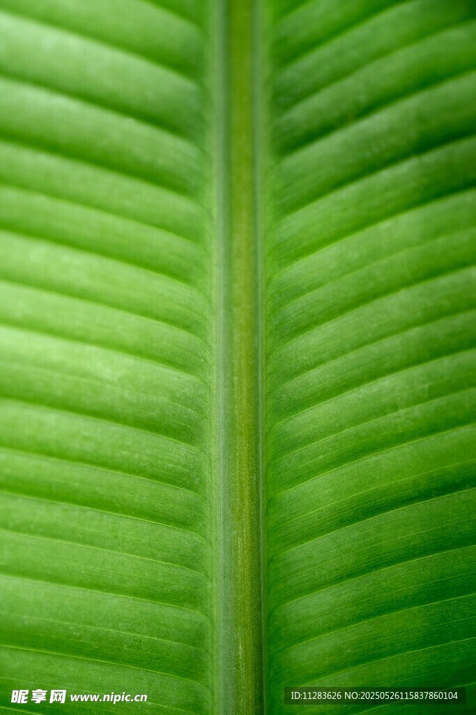 翠綠芭蕉葉紋理特寫