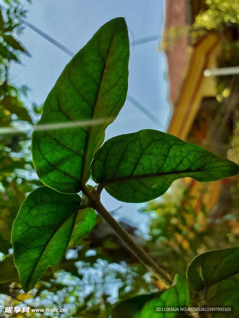 翠綠葉片生機盎然