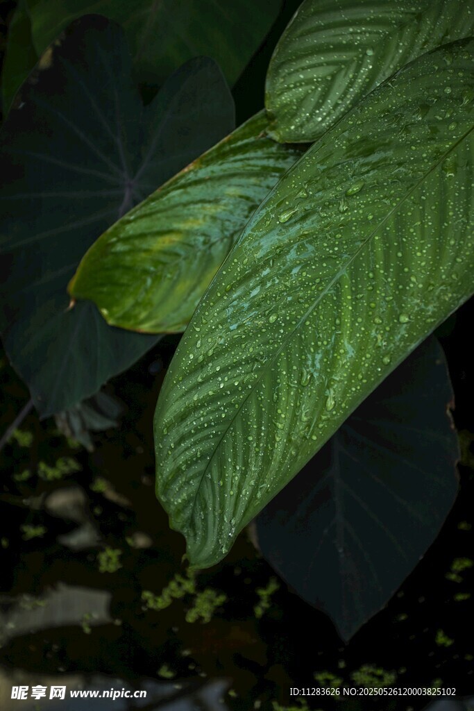 翠綠葉片特寫