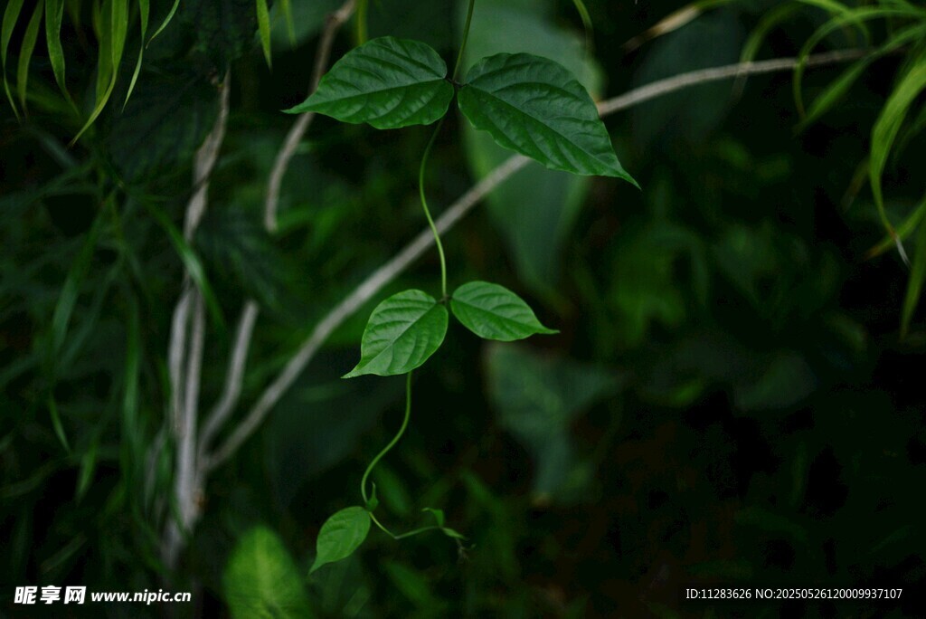 茂密叢林中的翠綠枝葉