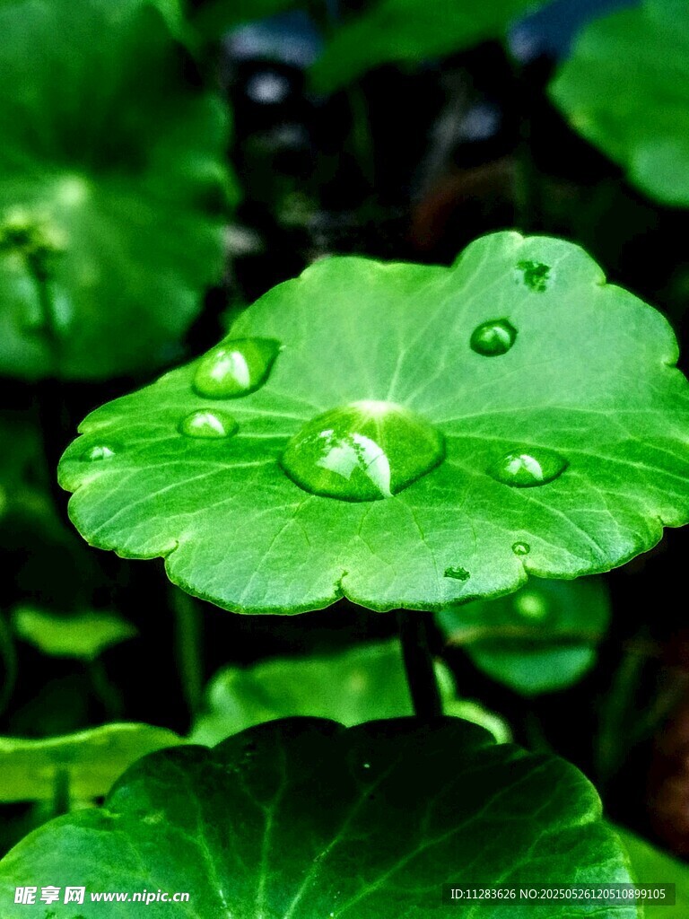 綠葉上的晶瑩水珠