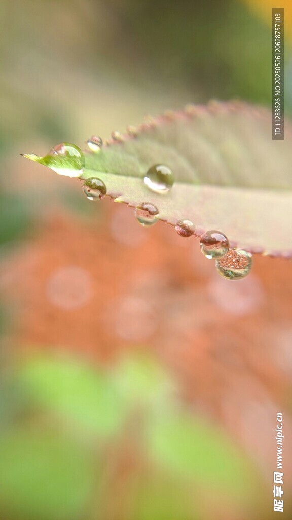 葉片上晶瑩的水珠