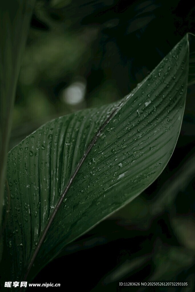 翠綠葉片上的晶瑩水珠