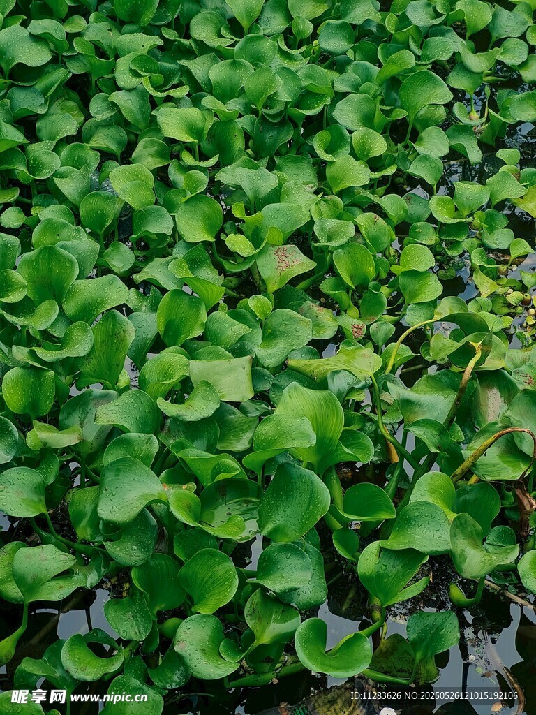 水面上的翠綠浮萍