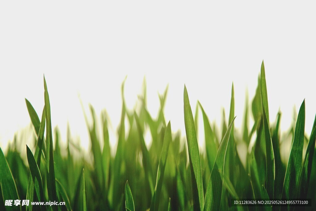 嫩綠青草生機盎然