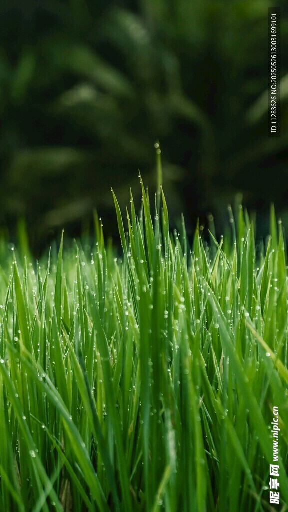 嫩綠青草生機(jī)盎然