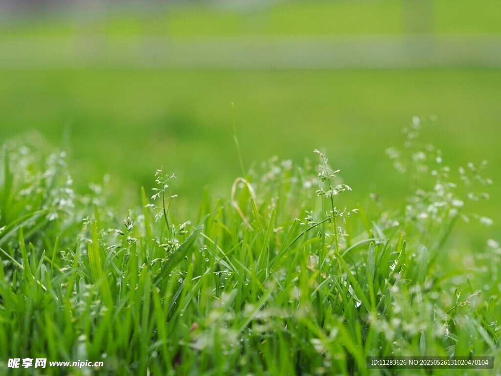 嫩綠草地生機盎然