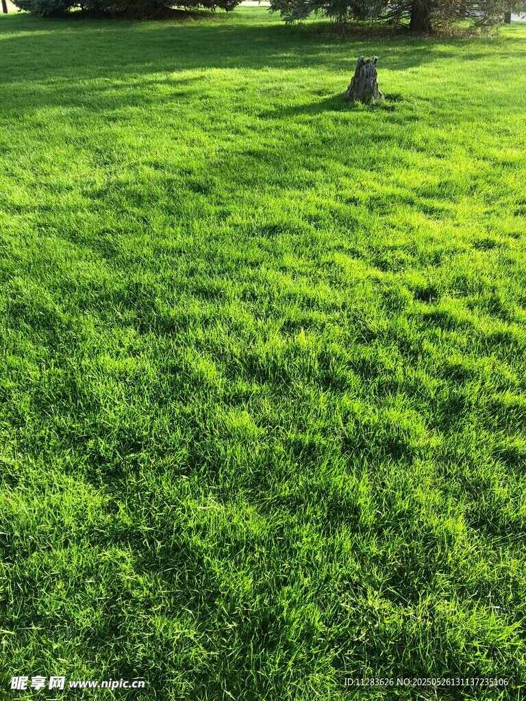 陽光下的翠綠草坪