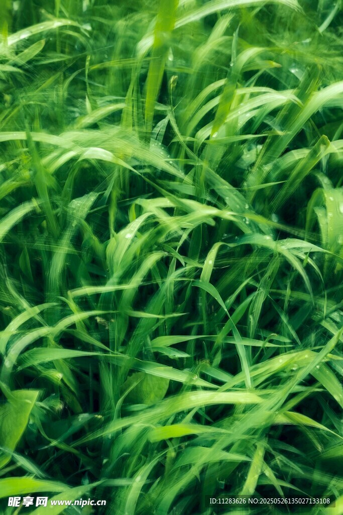 翠綠繁茂的青草植物