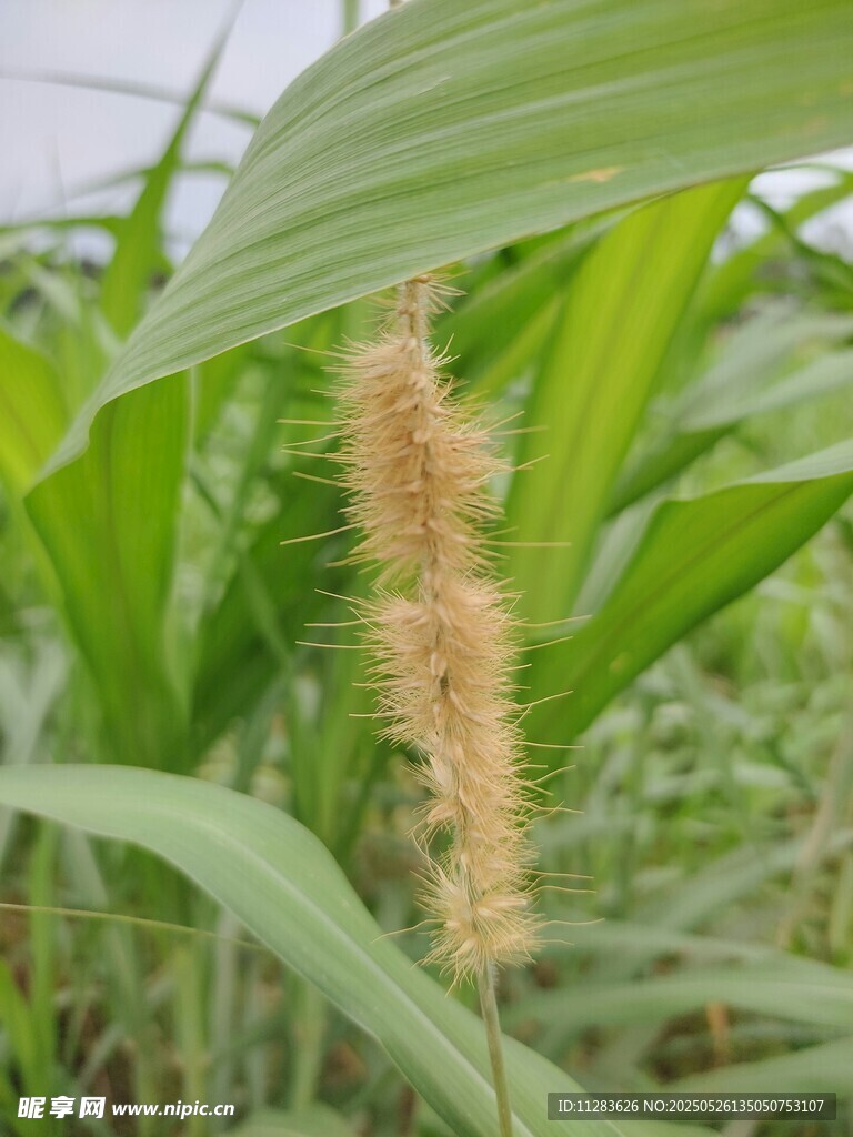 田野中的狗尾草特寫