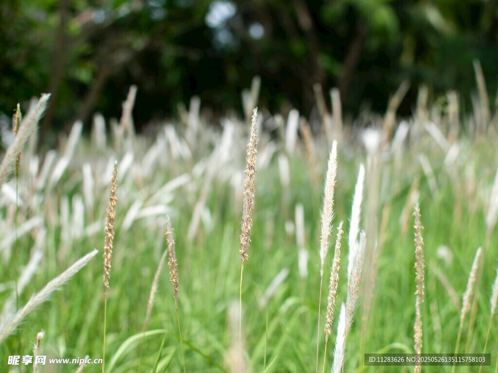 翠綠田野中的白色草穗