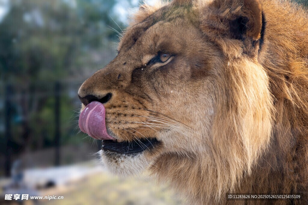 獅子吐舌瞬間