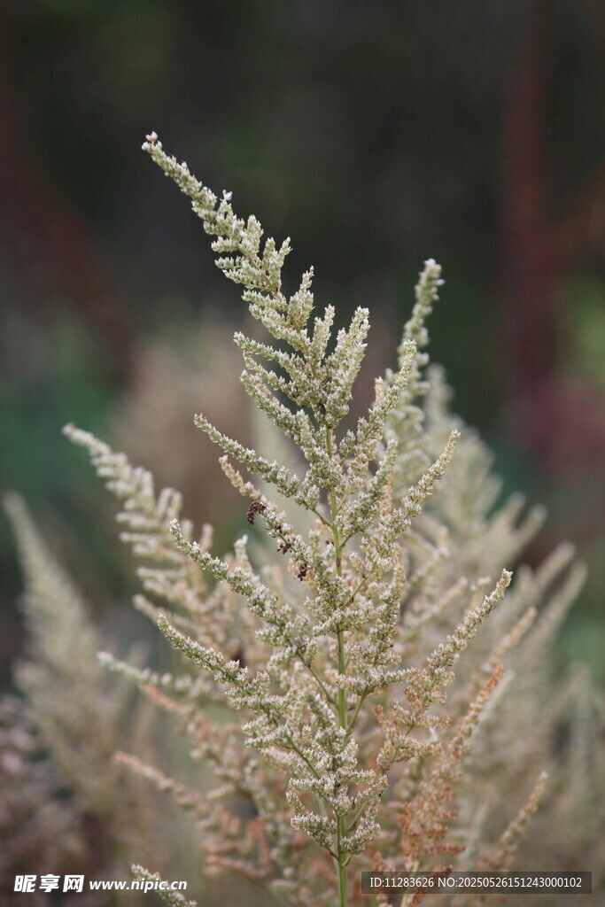 金黃蕨類植物特寫
