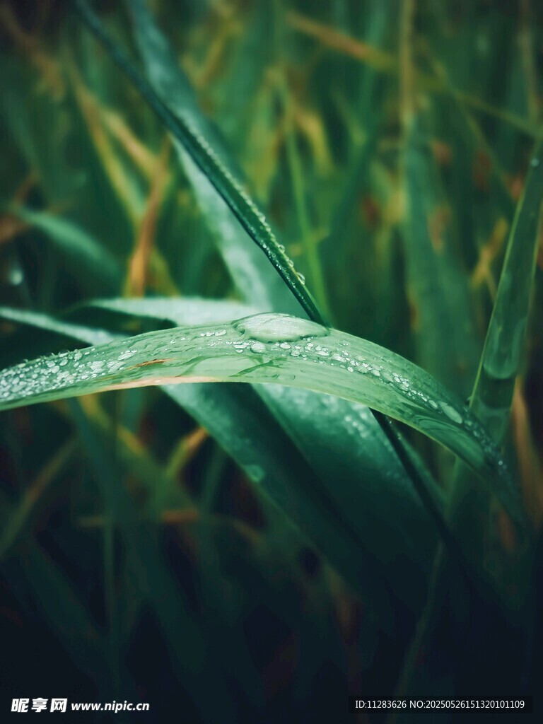帶露珠的翠綠葉片
