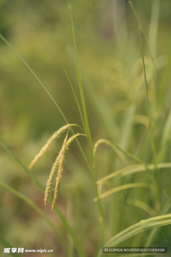 金黃稻穗在綠野中搖曳