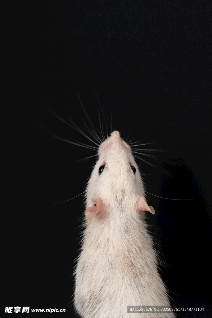 仰頭的小白鼠