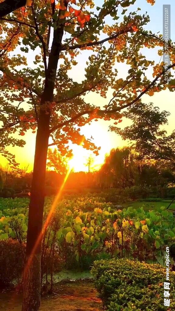 夕陽下的樹木與田野美景