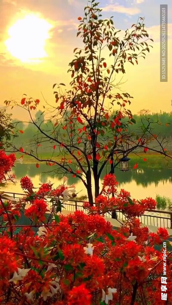 夕陽下的繁花綠樹美景