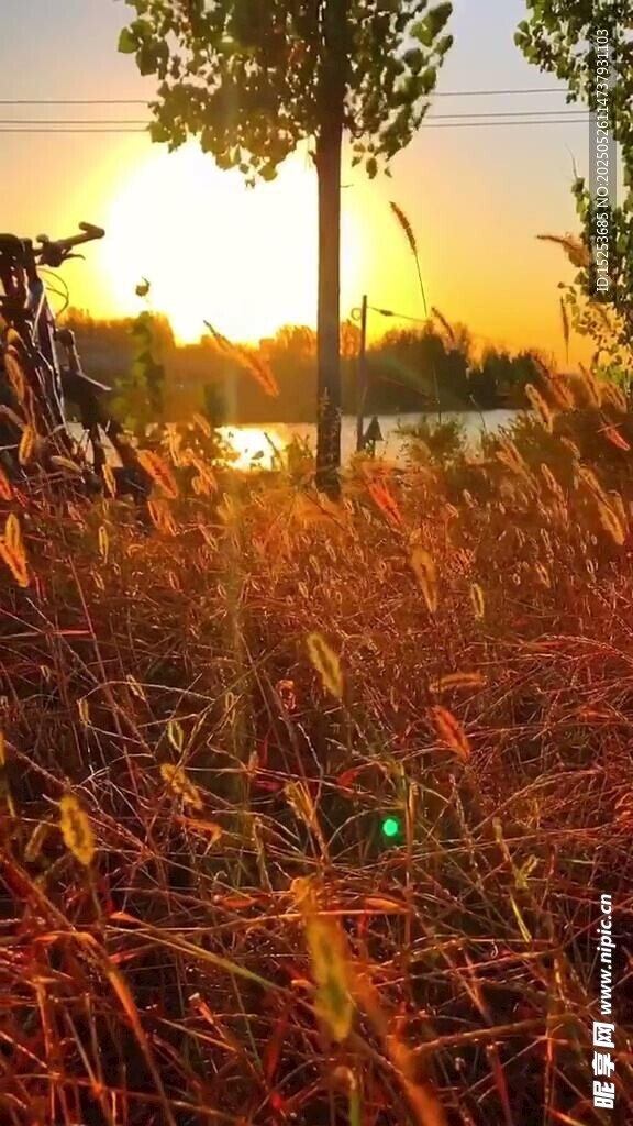 夕陽下的秋日草地與樹木