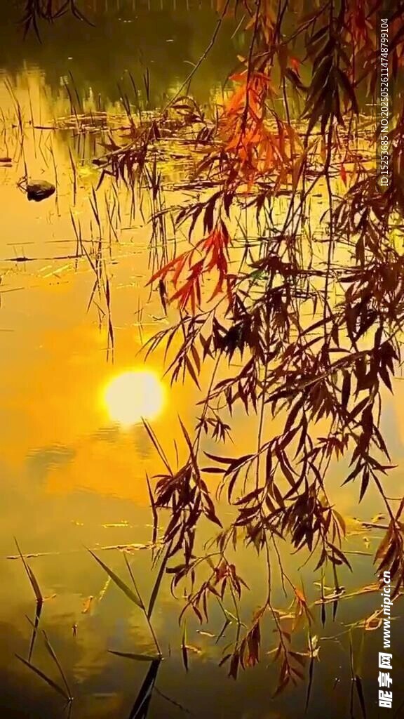 夕陽下的湖畔植物美景