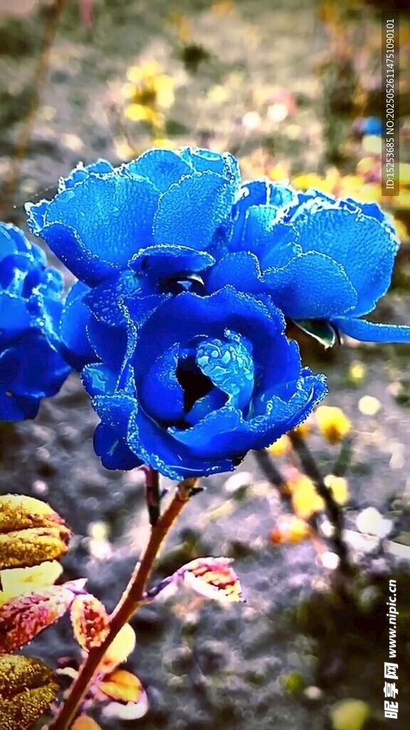 藍(lán)色嬌艷花朵特寫(xiě)