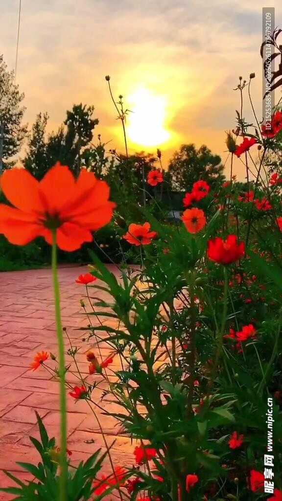 夕陽下的絢爛花朵