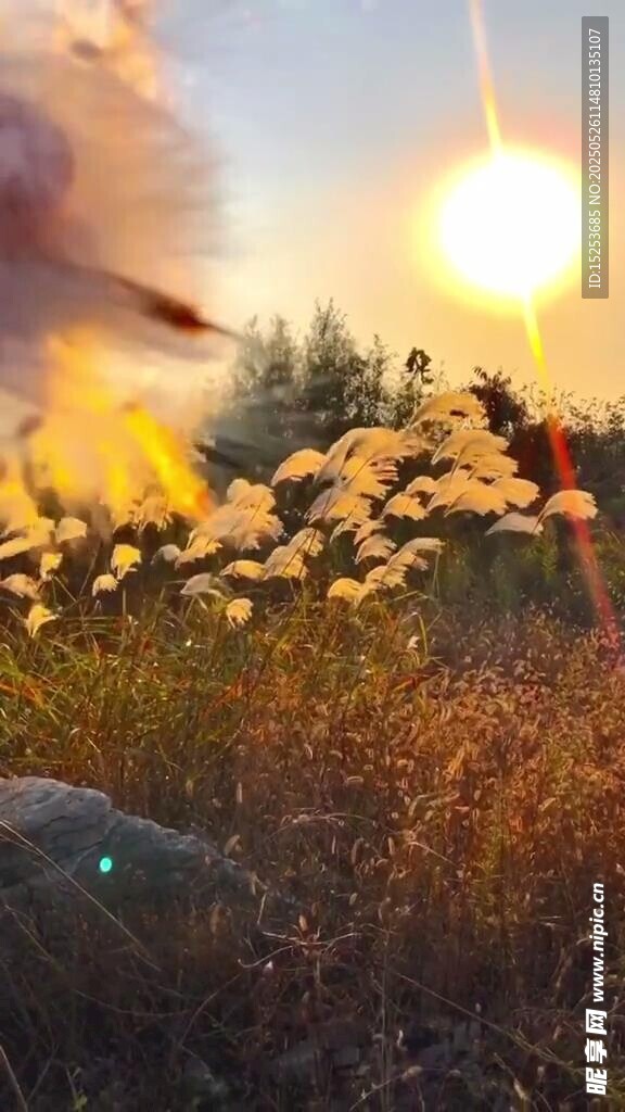 夕陽下花海中的模糊身影