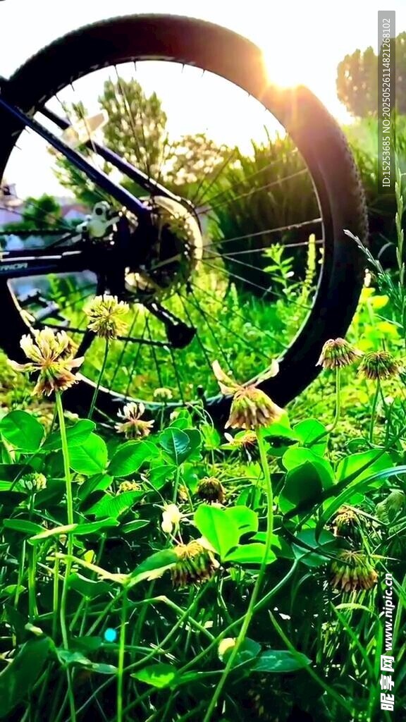 陽光下的自行車與綠植