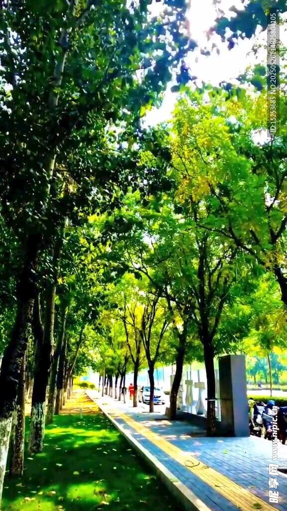 林蔭下的清新道路