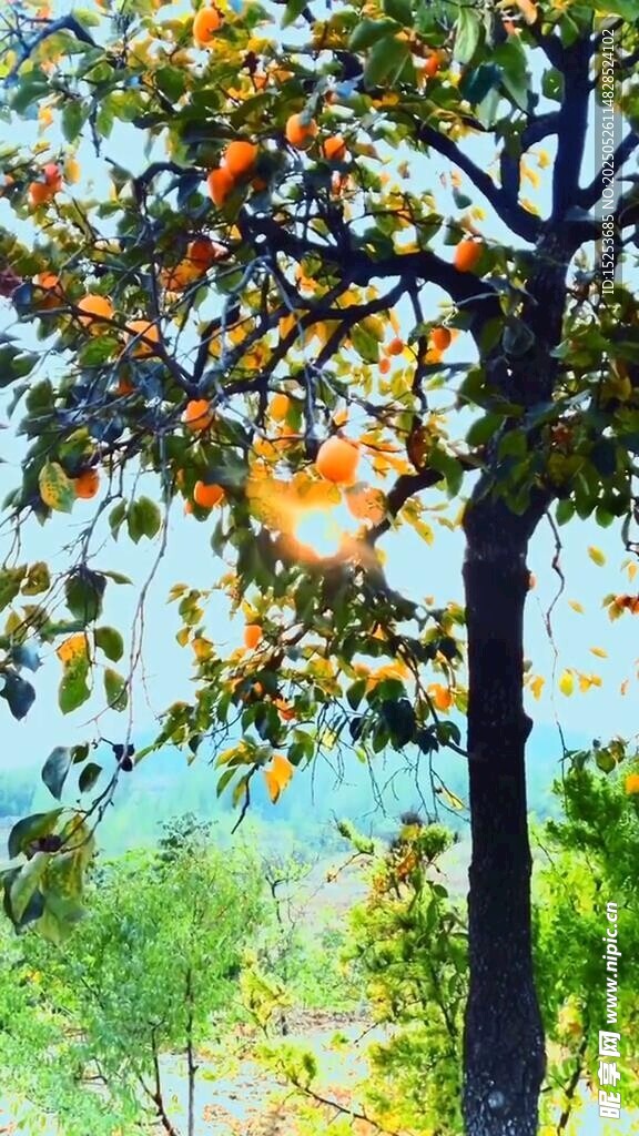 秋日樹木風(fēng)景繪畫