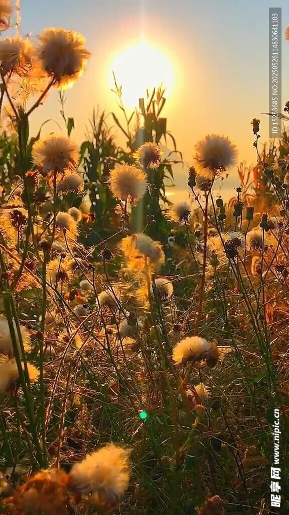 夕陽下的絢爛蒲公英花海
