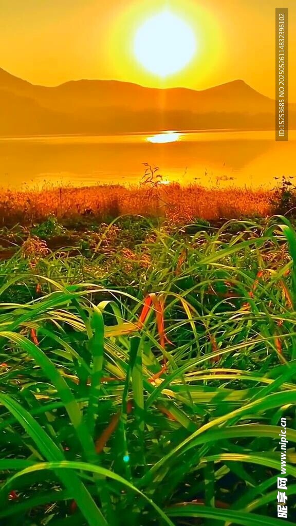 日出下的蔥郁草地景觀