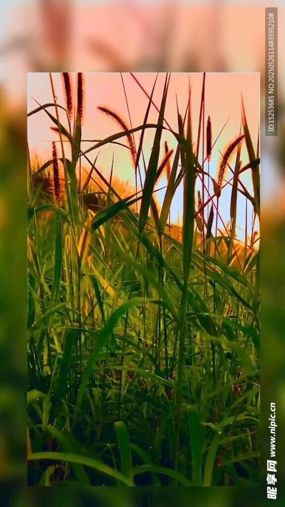 夕陽下的蓬勃蘆葦草