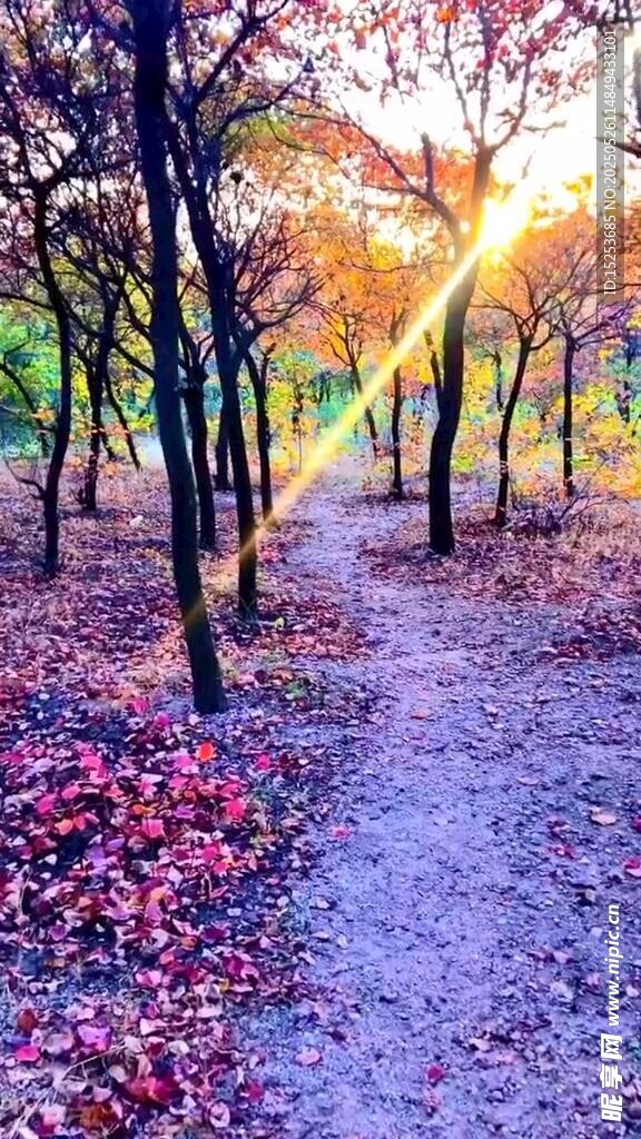 秋日林間小道光影美景