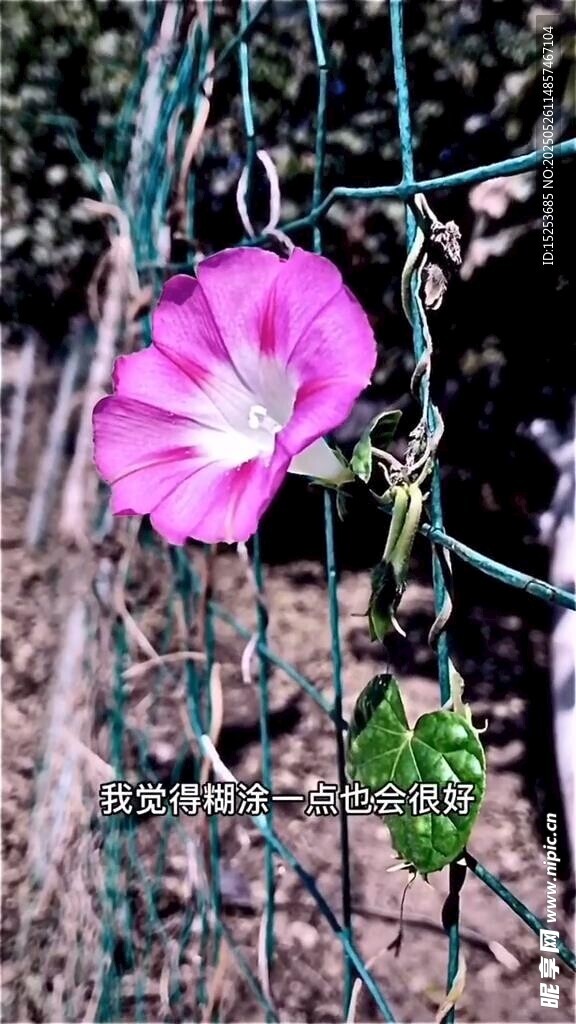 柵欄上綻放的粉色牽牛花
