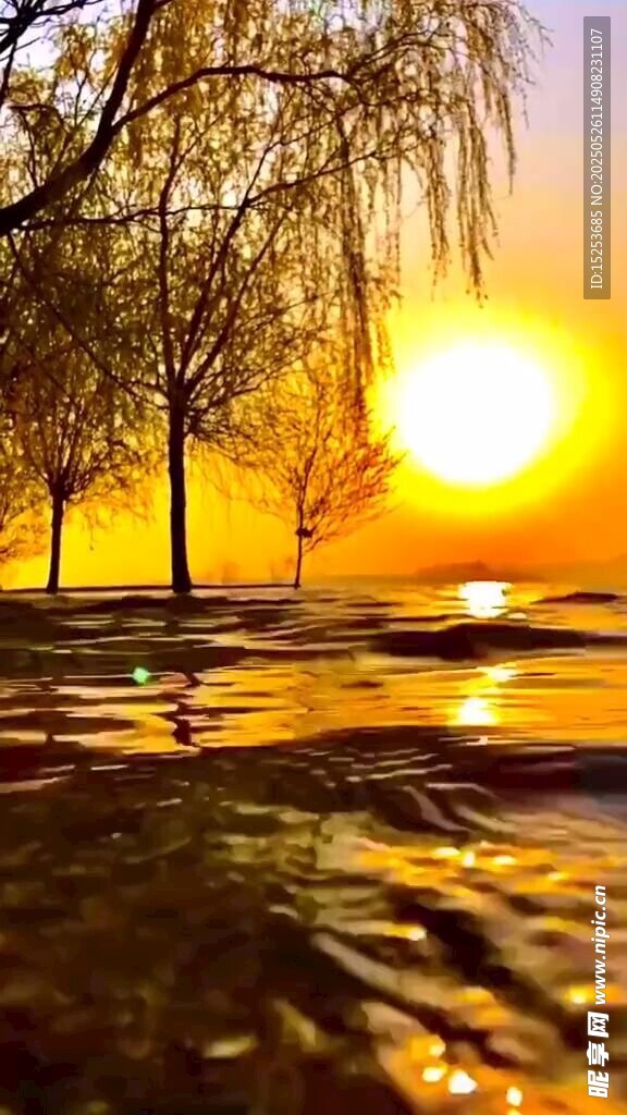 夕陽下的水邊垂柳美景
