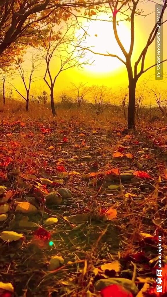 秋日林間夕陽落葉美景