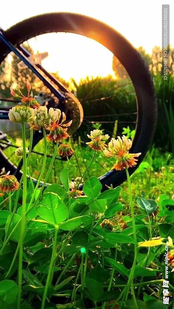 夕陽下的自行車與花草
