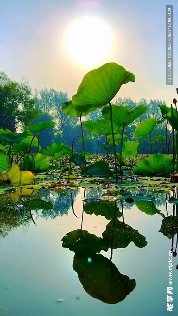 夏日荷塘美景