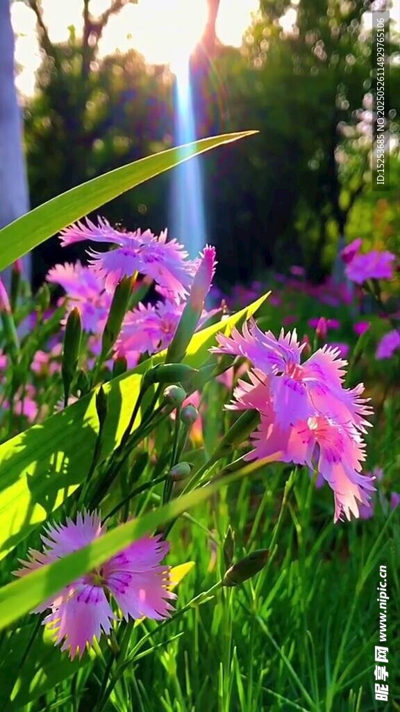 陽(yáng)光下的絢爛粉花